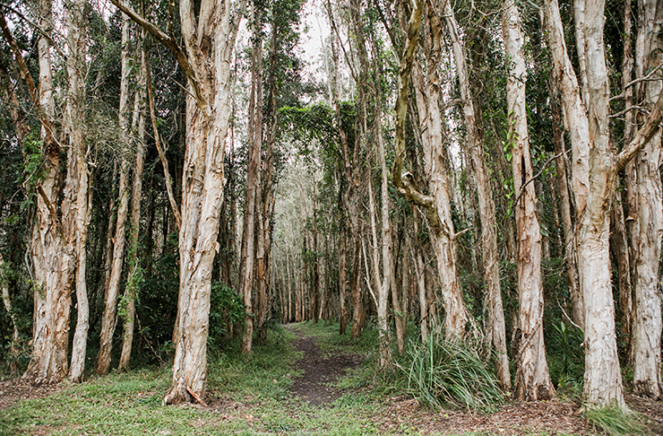 habitat noosa