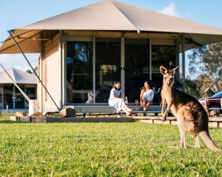 A kangaroo outside a tent at Habitat Noosa one of the best glamping spots in Queensland