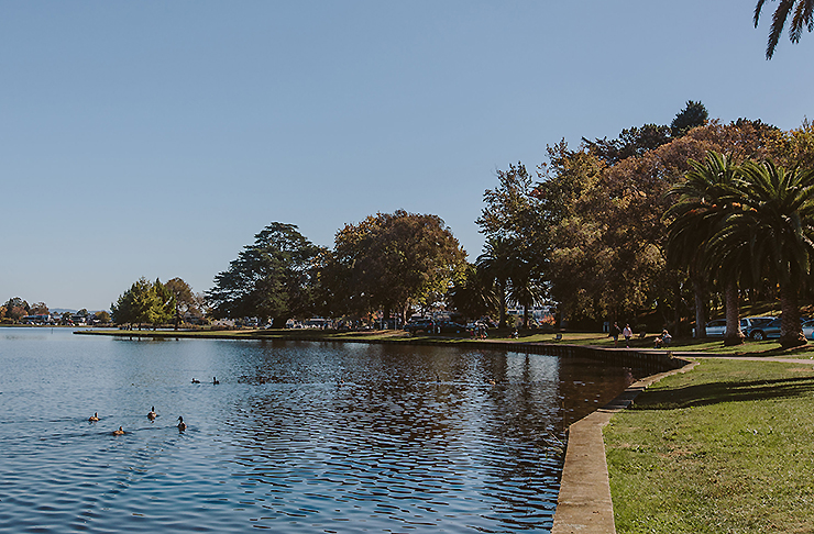 A view of Hamilton Lake showing ducks on the lake and palm trees and greenery bordering the lake on an impossibly blue sunny day.
