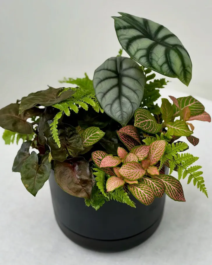 A plant from Hello Botanical one of the best Melbourne plant delivery services