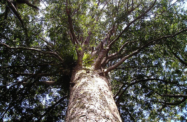 Help Save Our Kauri