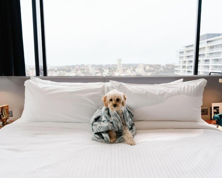 A dog sits on a bed at Hotel Indigo dog-friendly hotel Sydney
