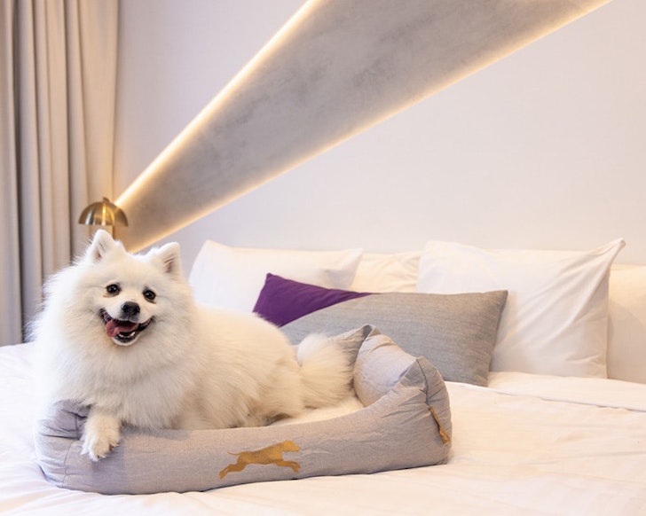 A white fluffy dog on a bed at Hotel X pet-friendly accommodation Brisbane