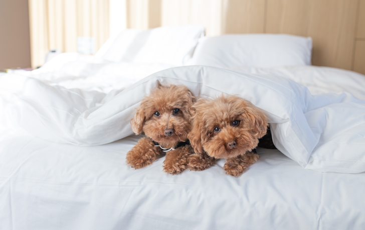 Two puppies sit underneath a plush white doona cover.