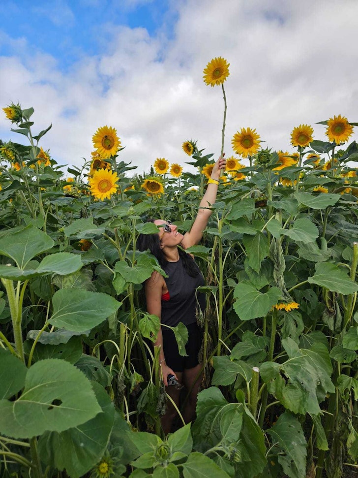 Alice in a sunflower field