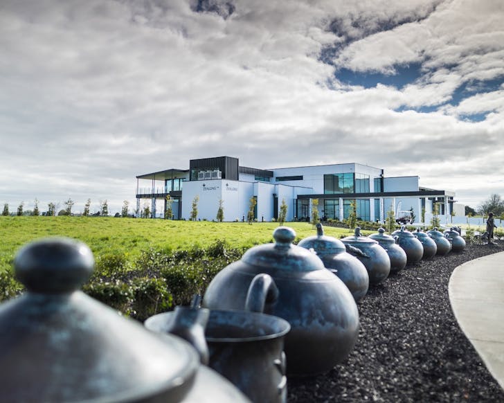 Zealong Tea Estate in Waikato