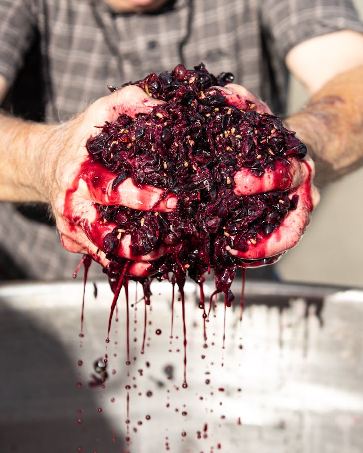 Soljans Berba Wine Harvest