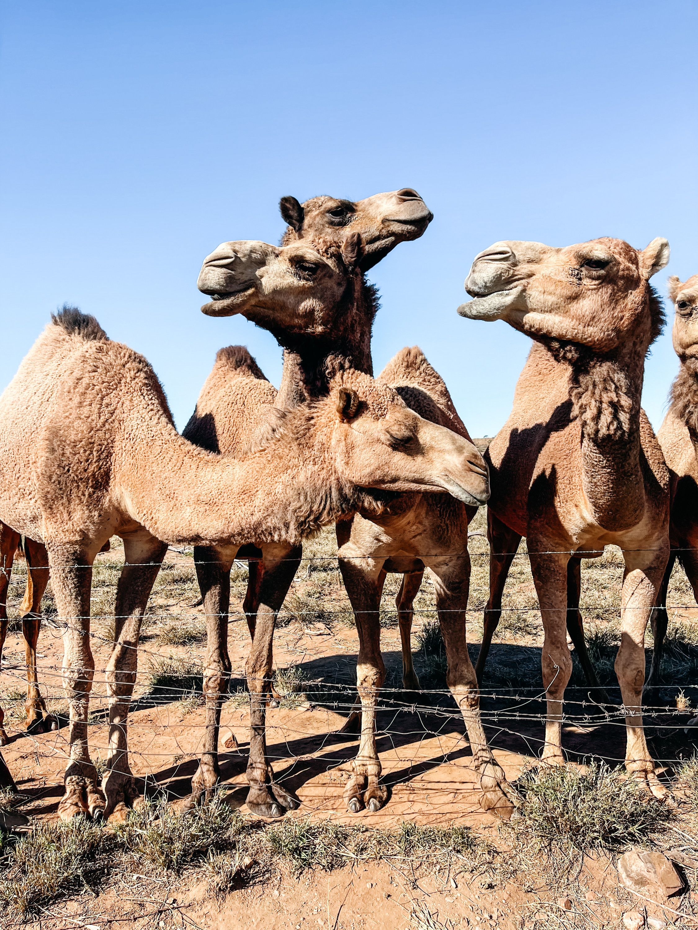 a row of camels at a fence