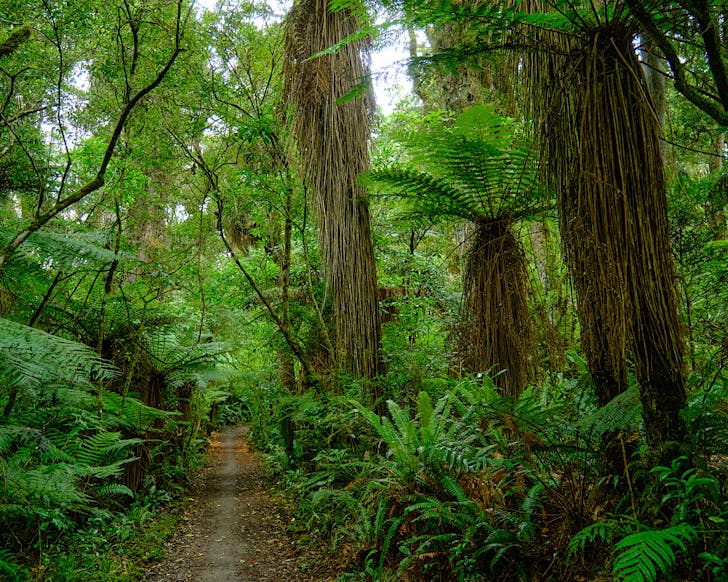 Te Ara Mangawhero forest walk in Ruapehu