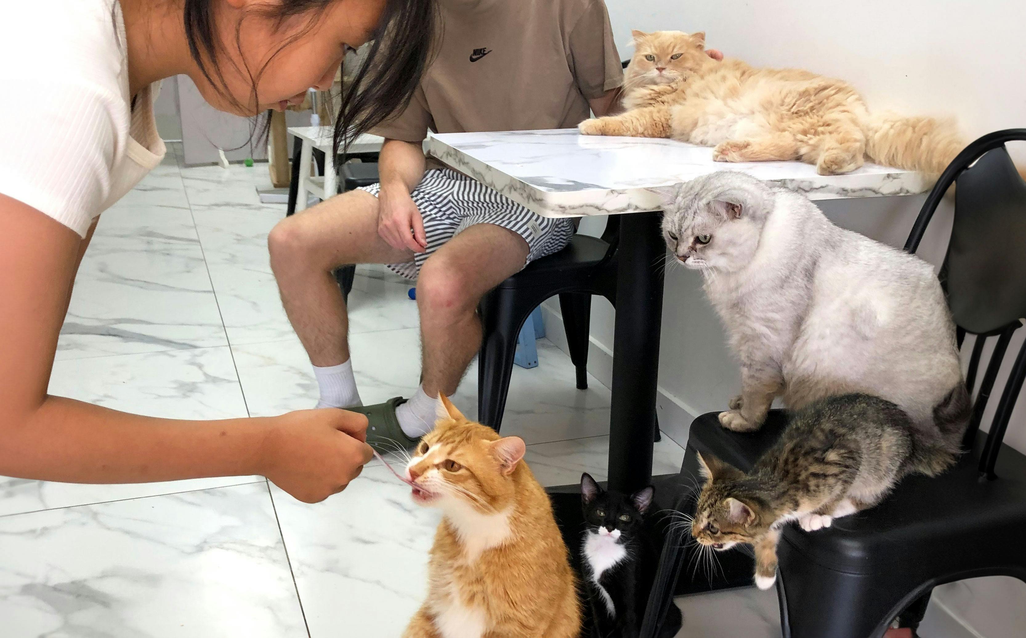 Girl plays with 5 cats at cat cafe