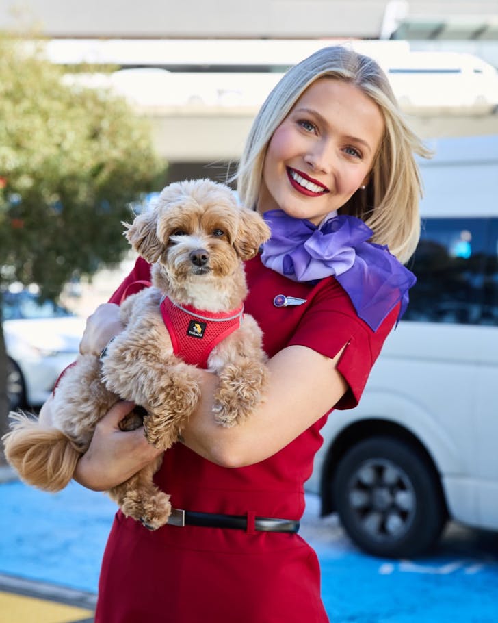 dog flights