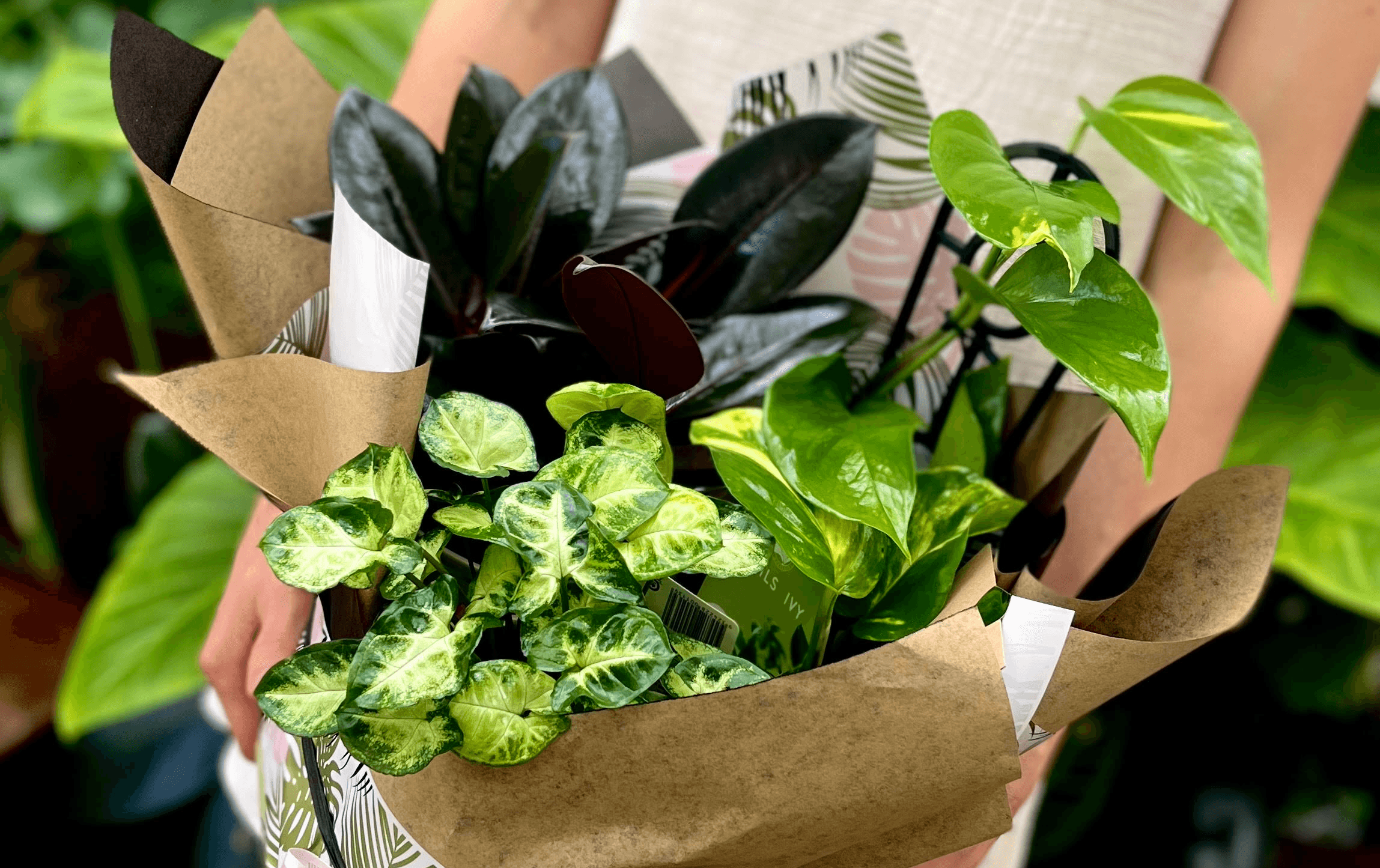 Looking for flower delivery in Melbourne? Look no further than flowers and plants from Indoor Plant Co.