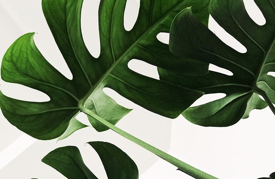 A Guide To Indoor Plants For Serial Plant Killers URBAN LIST GLOBAL