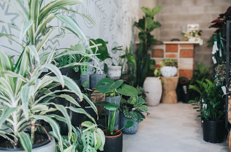 best indoor plant shops on gold coast