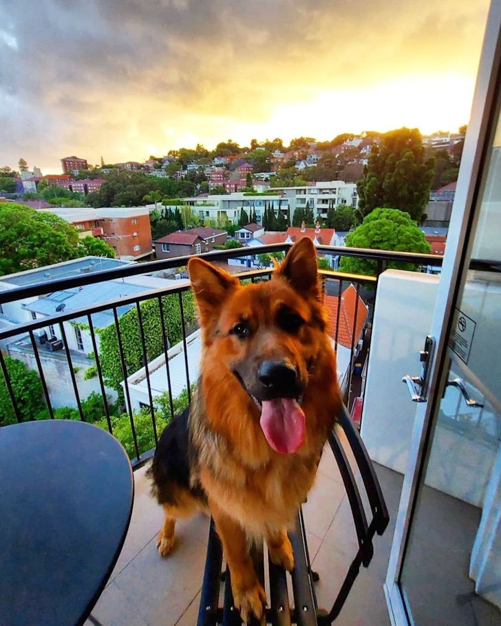 A German Shepherd dog on the balcony at InterContinental Sydney Double Bay pet-friendly hotel