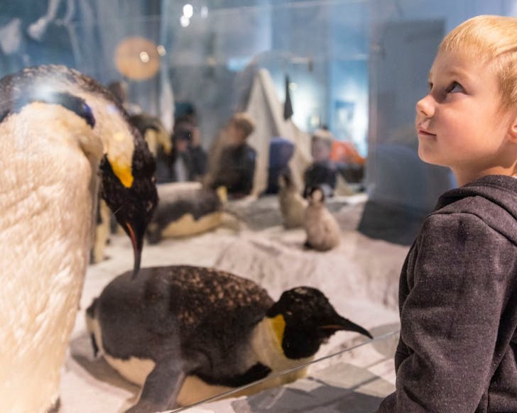 A child looks through the glass at penguins at the International Antarctic Centre. 