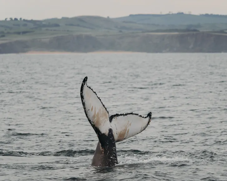 Island Whale Festival