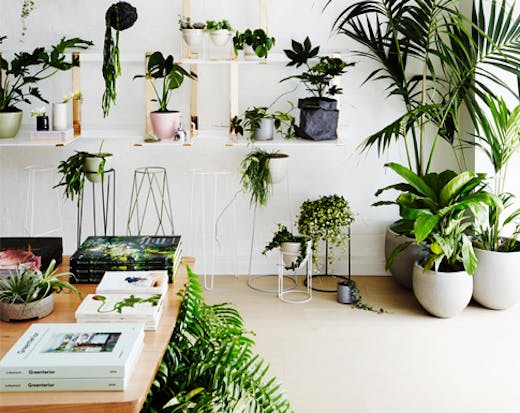ivy-muse-plant-store