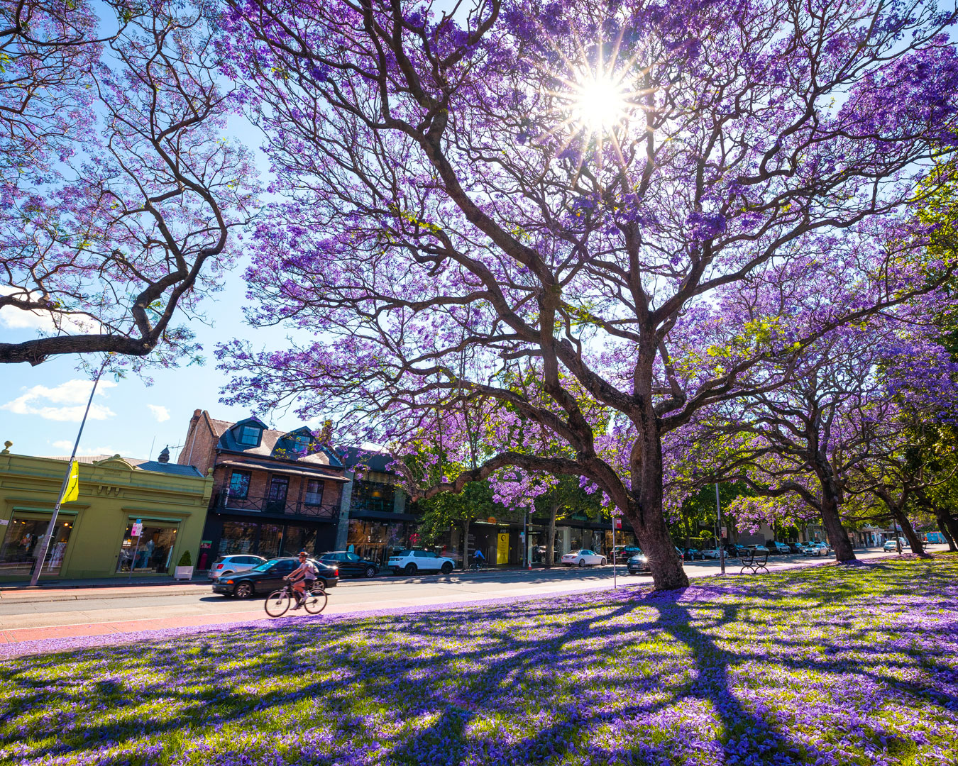 Jacarandas on Oxford Street