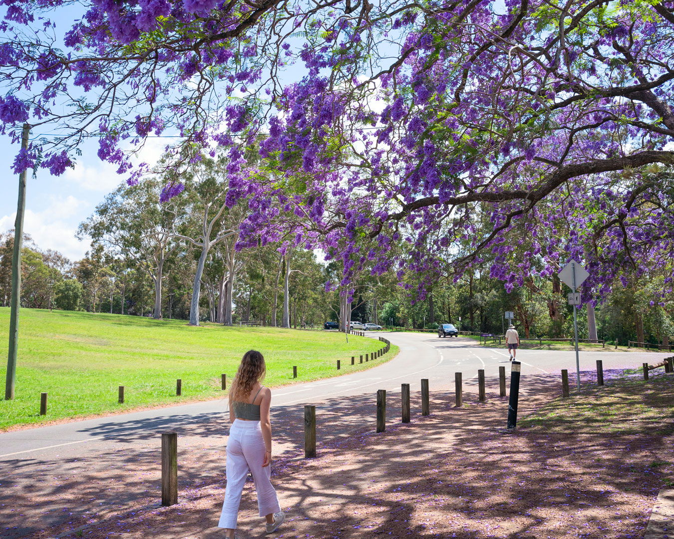 Parramatta Park jacaranda tree