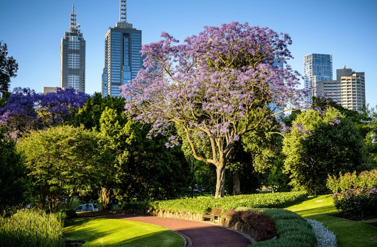A shot of a jacaranda tree with the CBD in the background. 