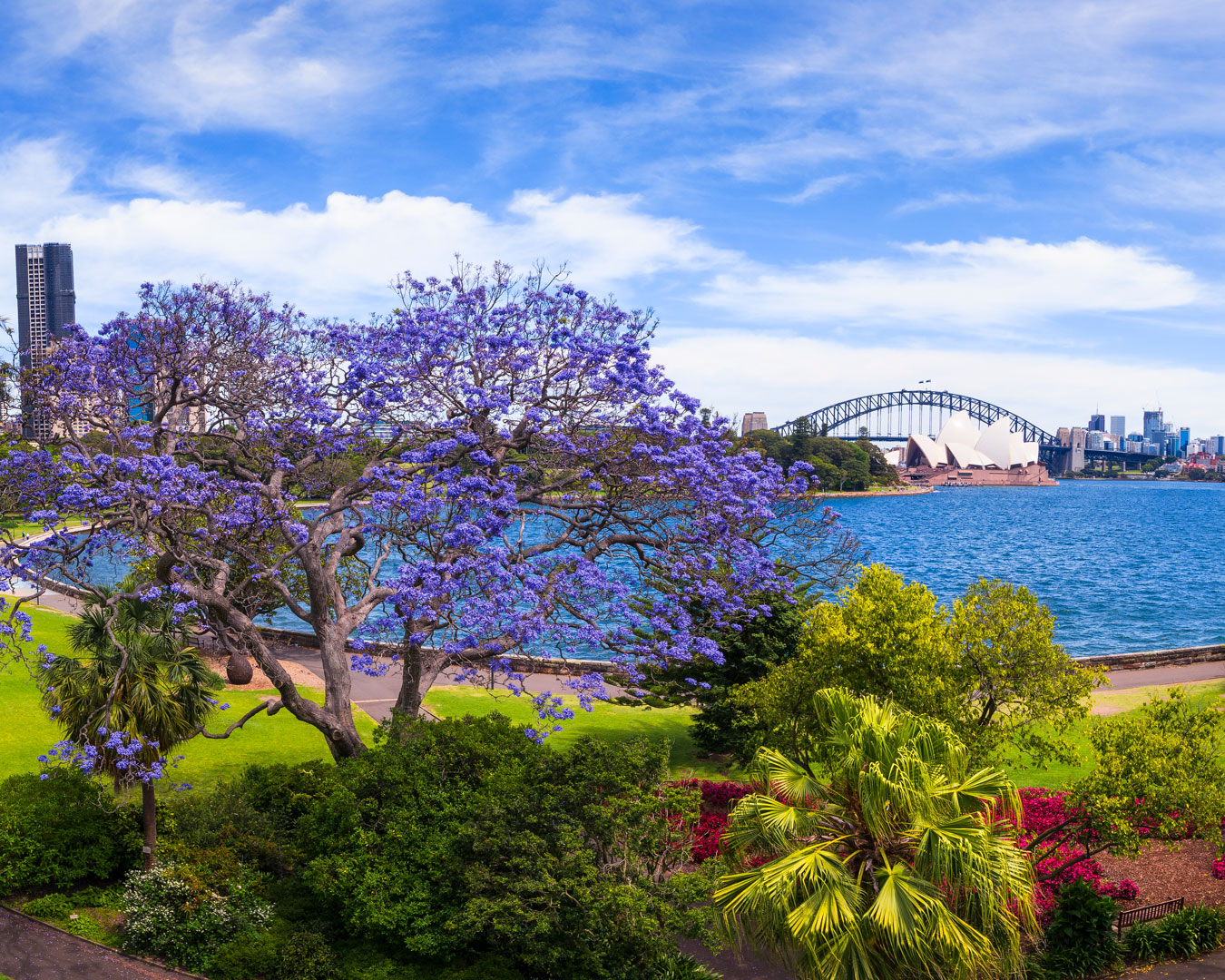 jacaranda and Sydney Harbour