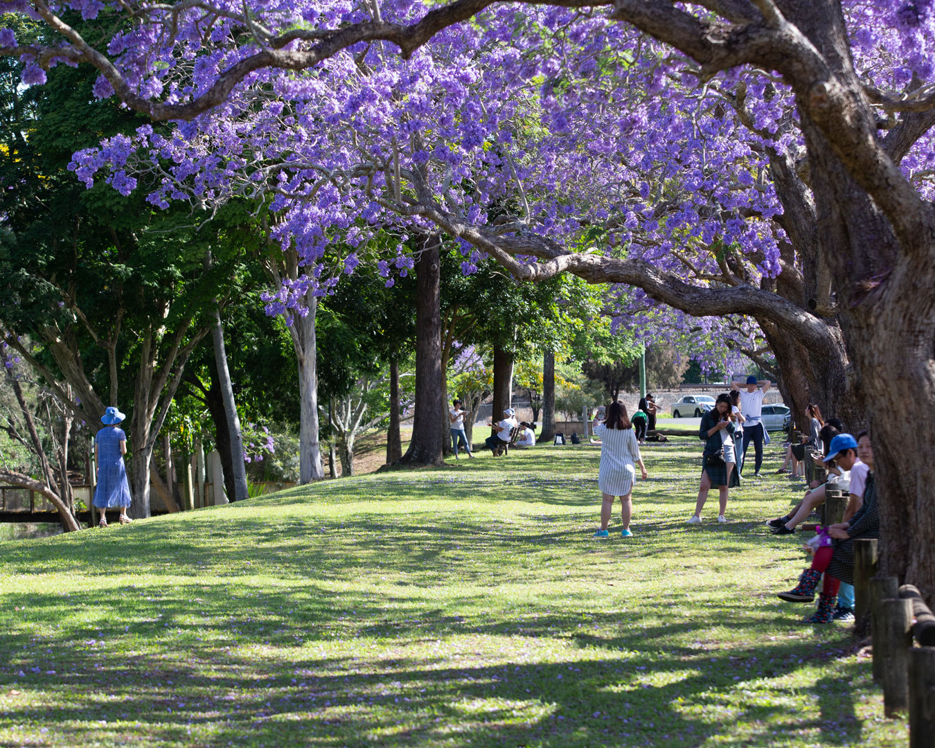 jacaranda trees in bloom