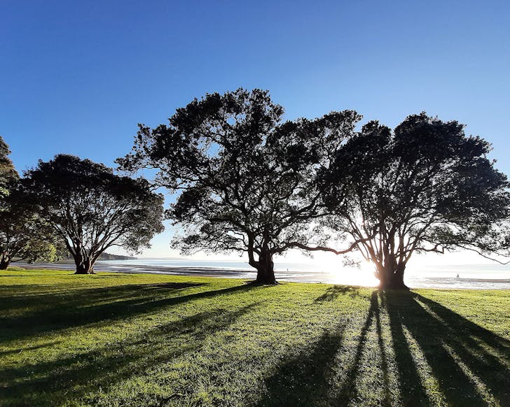 Trees are silhouetted against the green of Jubilee Track in Cornwallis. 