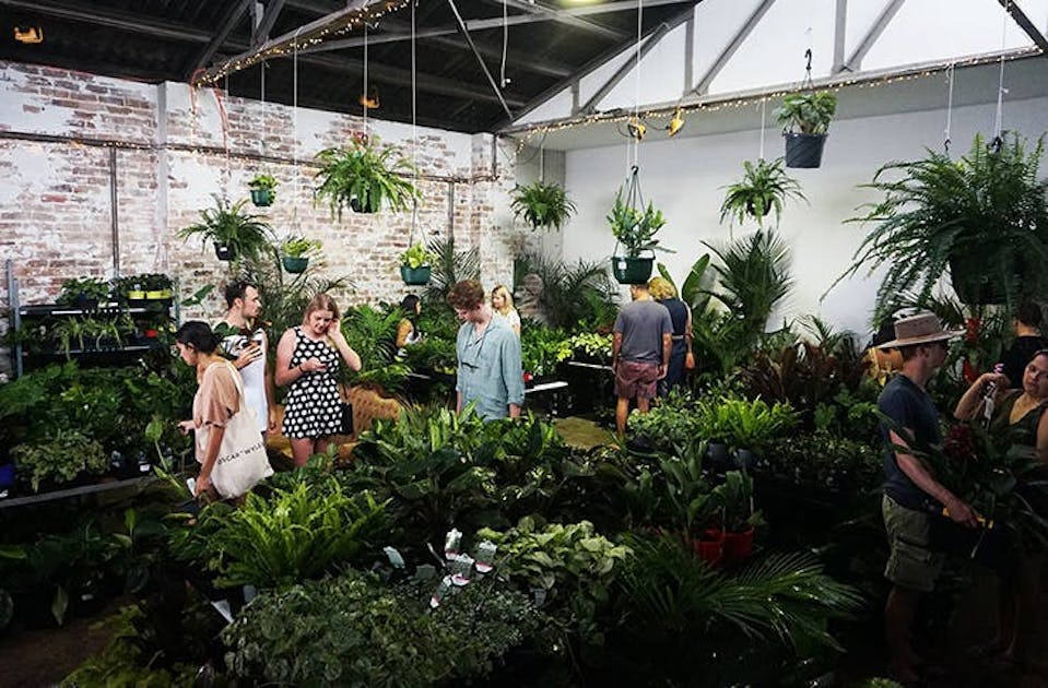 The Jungle Collective, Australia’s Famous Indoor Plant Warehouse Sale