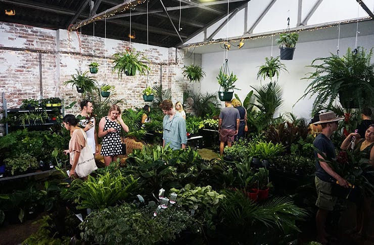 The Jungle Collective indoor plant warehouse sale gold coast