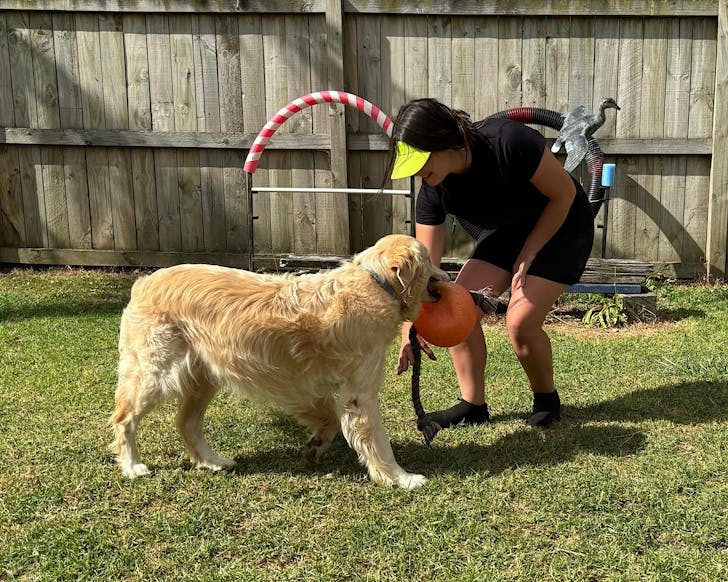 An upskilling session in-motion at K9 Services, one of the best dog training services in Auckland. 