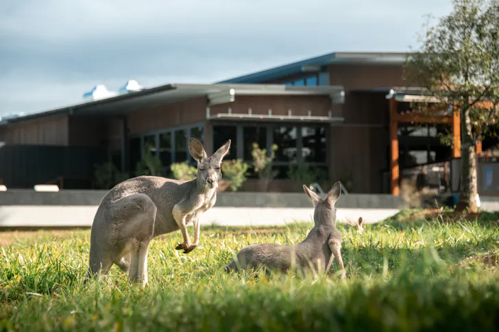 Australia Zoo Just Scored A Stunning New Restaurant And It’s Worth ...