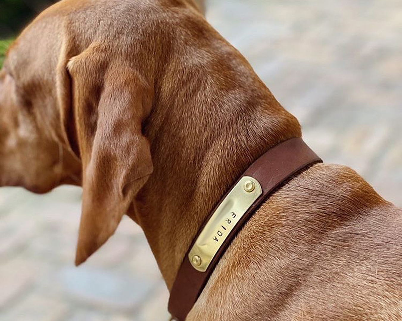 kinfolk personalised leather dog collar