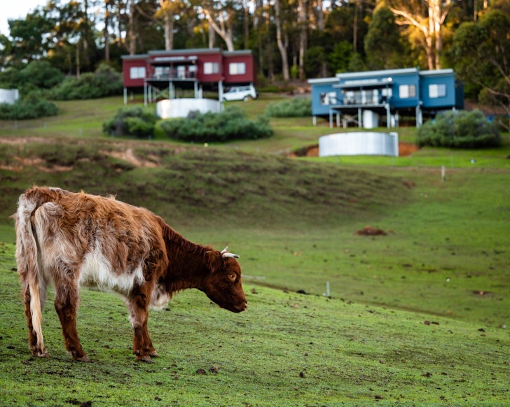 A cow grazes on the property at Karri Chalet one of the best WA farm stays