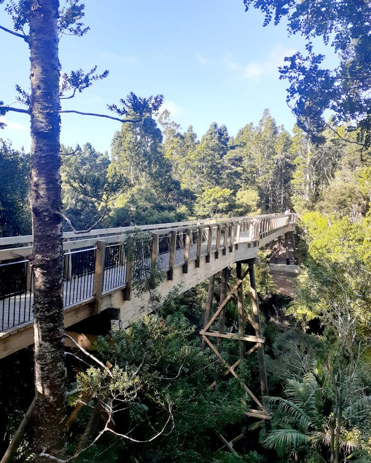 Kauri Glen Reserve