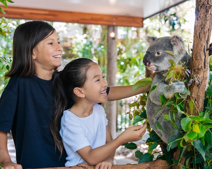 lone pine koala sanctuary