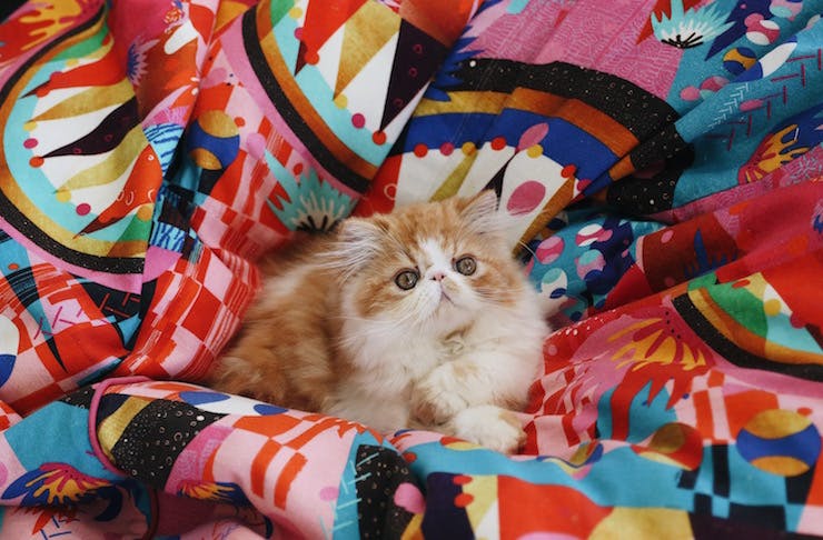 Kitten_Adoption_Perth