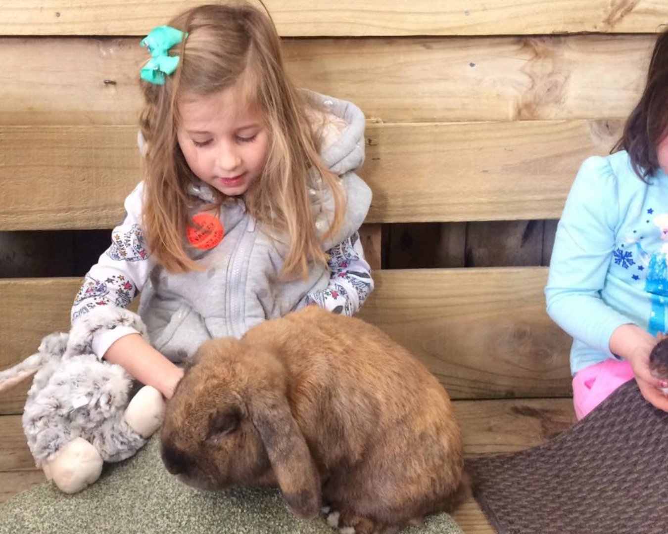 A little girl pats a gigantic rabbit sitting on her lap. 