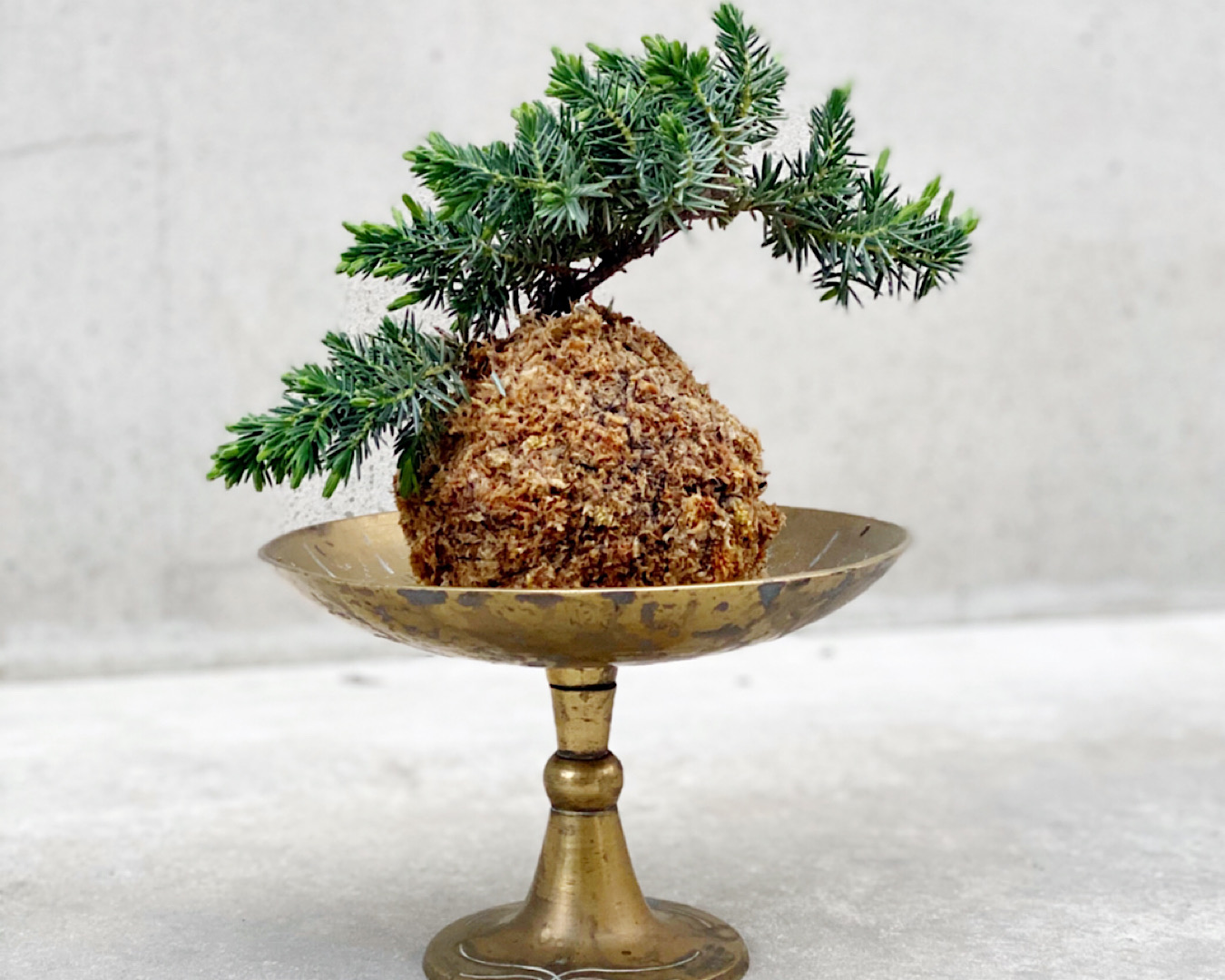 A kokodama sits on a gold dish. 