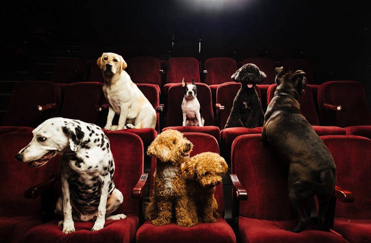 A group of dogs sit on red theatre chairs.