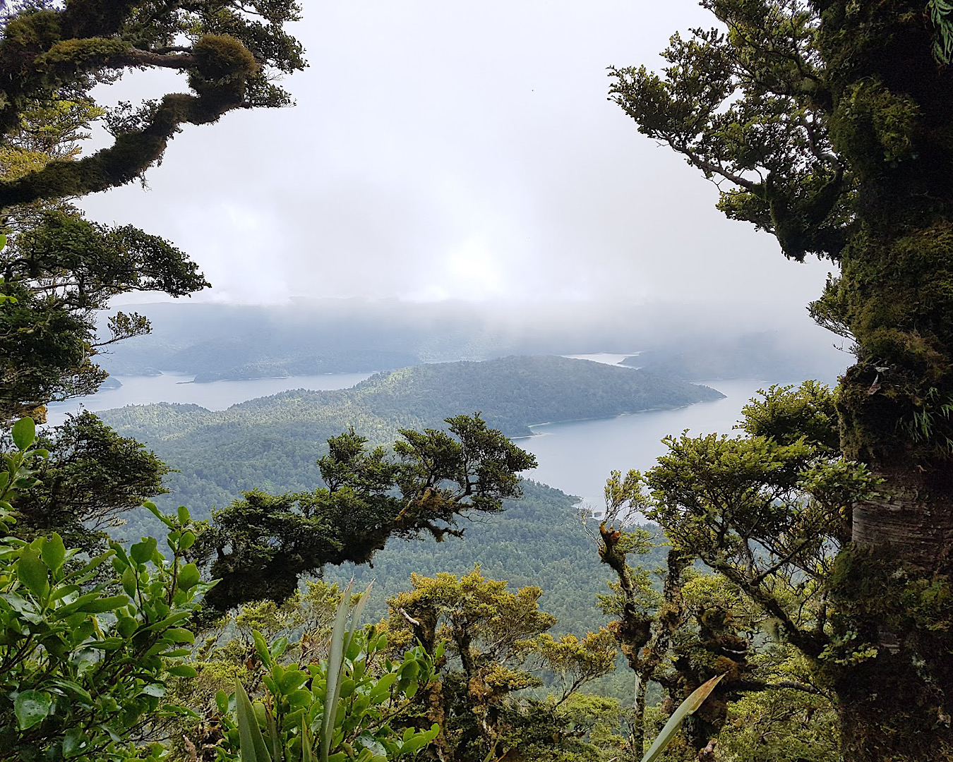 Peeking out from moss-covered trees to a spectacular view at a lookout point on the Lake Waikaremoana Great Walk. 