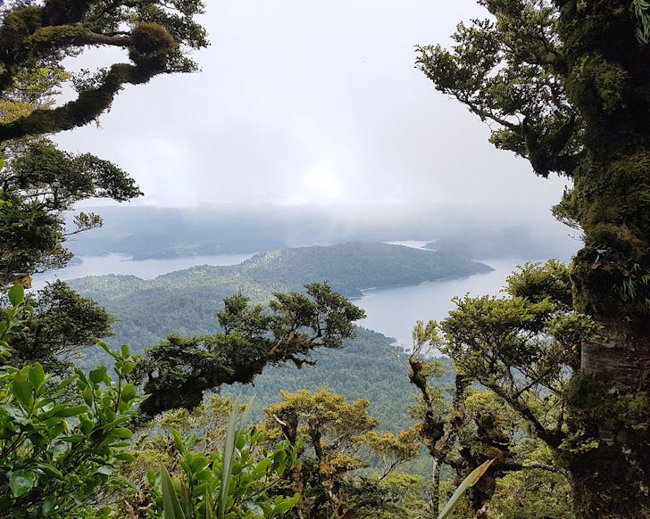 Peeking out from moss-covered trees to a spectacular view at a lookout point on the Lake Waikaremoana Great Walk. 