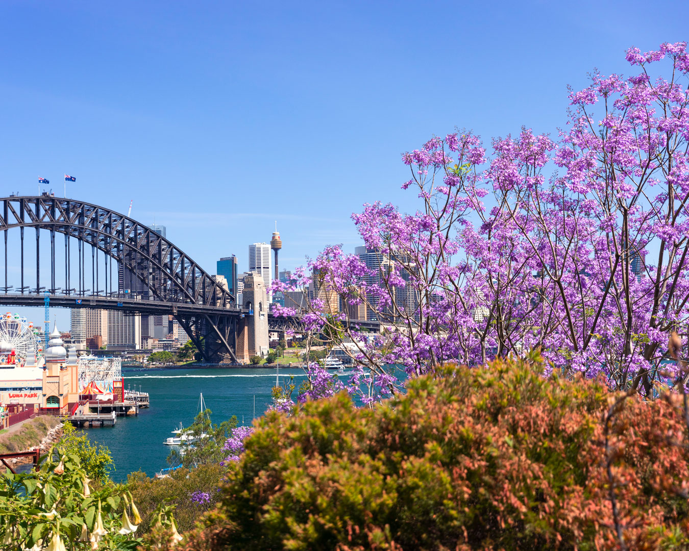 jacarandas sydney lavender bay