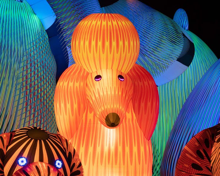 The Lost Dogs' Disco at Aotea Square