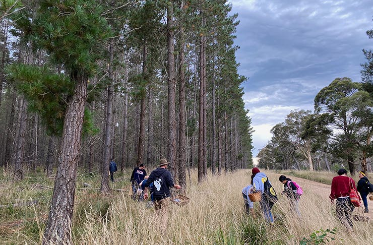 A wide field of pine trees and high grass with people searching over it in winter garments. 