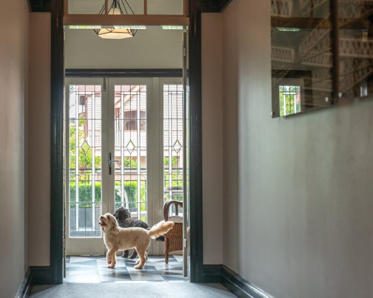 Dogs running in hall