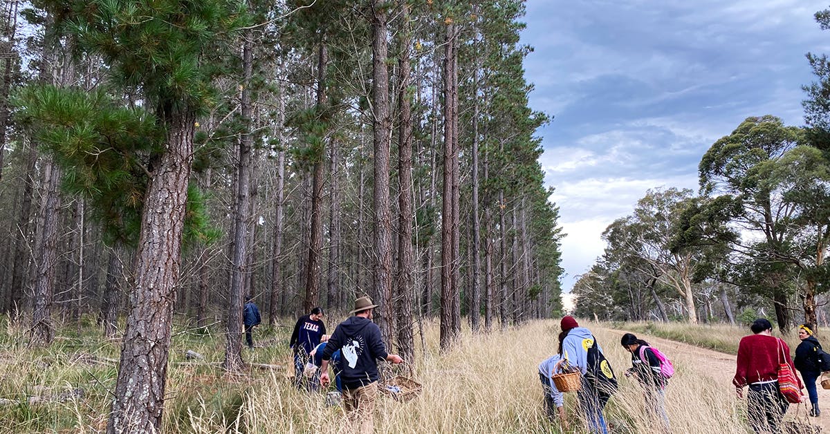 Mushroom Foraging At Fable URBAN LIST MELBOURNE
