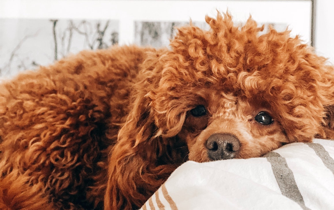 An auburn poodle lies on a blanket