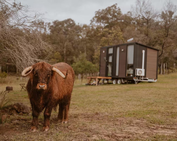 A view of the tiny house with a big cow in front at Maggie's Farmstay one of the best tiny houses in Australia