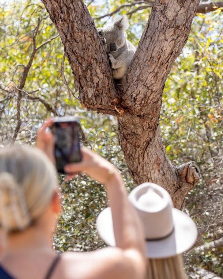 Two hikers take photos of a sleeping koala in a tree on a hike on Magnetic Island.